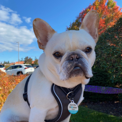light tan french bulldog sitting outside wearing a black harness and PetHub tag