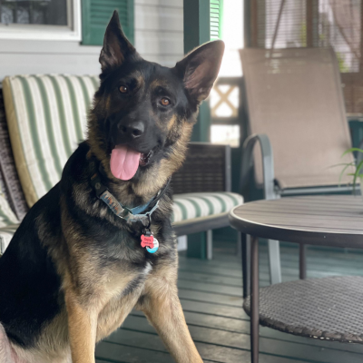 german shepard sitting on a porch wearing a collar and pethub tag