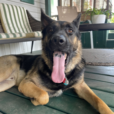 german shepard laying down with its tongue sticking out