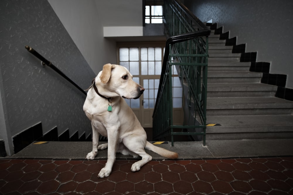 Anxious Golden Lab sitting in the stairwell