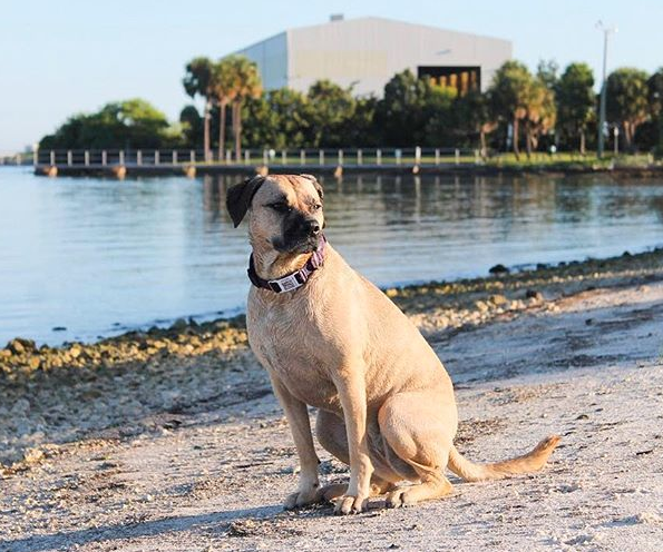 Mix breed dog sitting on a beach near the water wearing a collar and PetHub tag