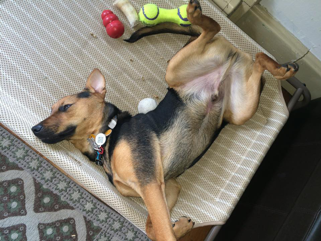 Shepard type dog laying on its back surrounded by toys and wearing a PetHub tag plus a GPS dog collar