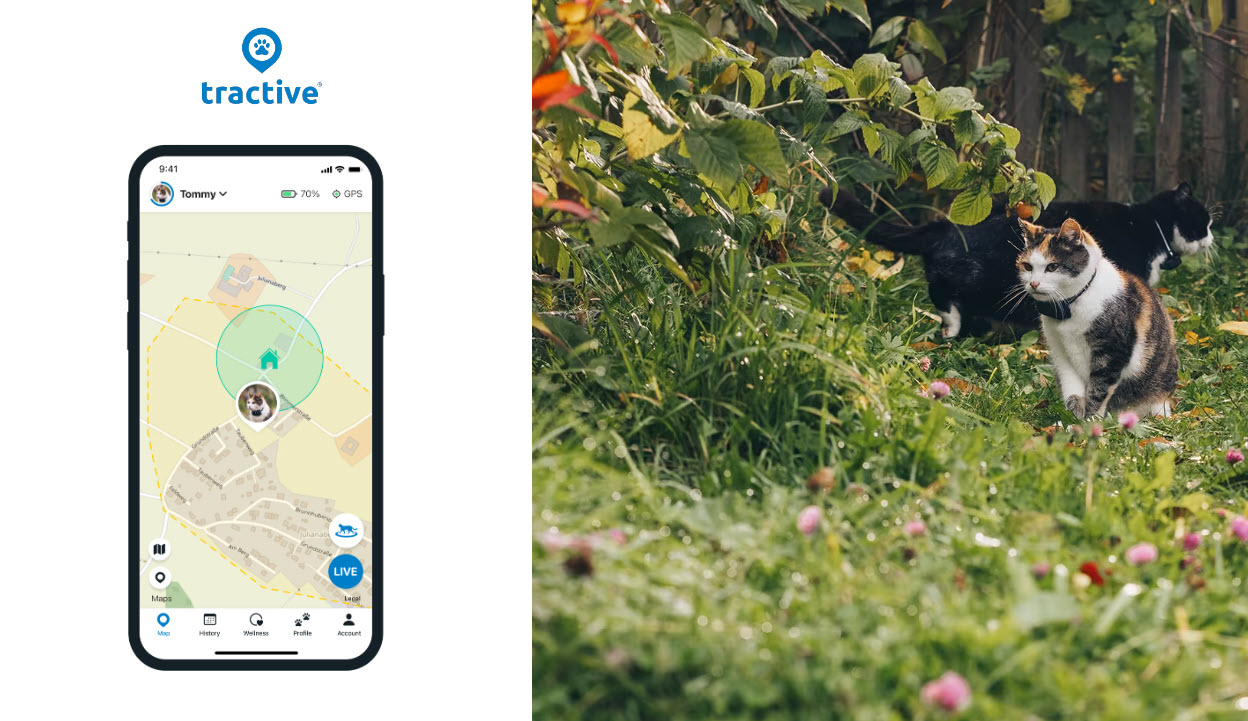 smart phone screen showing a map of where a cat is traveling using a GPS device plus a calico cat sitting outside wearing a collar and Tractive GPS tracker