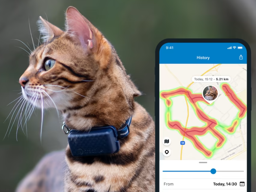 Tabbie cat sitting outside wearing a collar and Tractive GPS with a smart phone display shown on the right with their recent movement shown