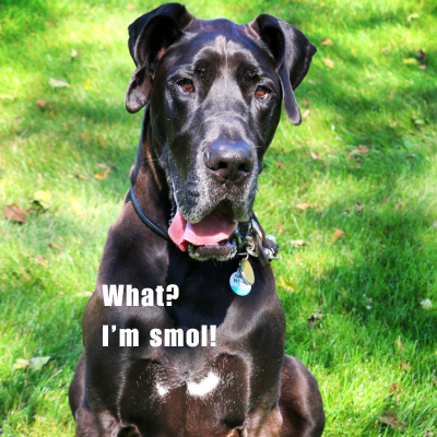meme of a black great dane sitting outside wearing a collar and PetHub tag