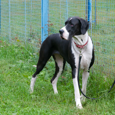 black and white great dane near a fence wearing a collar and leash