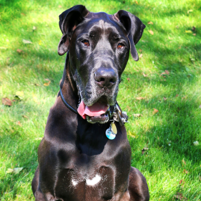 black great dane wearing a collar and pethub tag