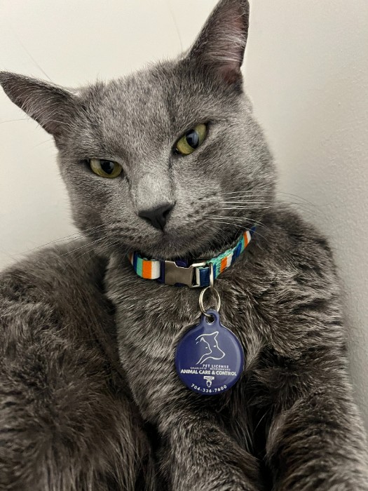 Grey cat looking at the camera wearing a collar and PetHub tag 
