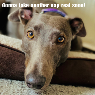 Silver colored greyhound laying on a dog bed