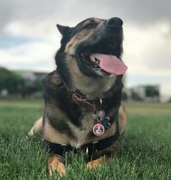 German Shepard Dog laying in grass wearing a Pet Partners PetHub tag and smiling