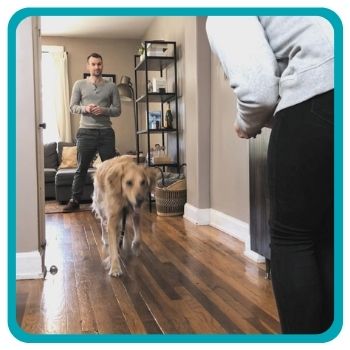 Golden Retriever running from one owner to the other in a hallway