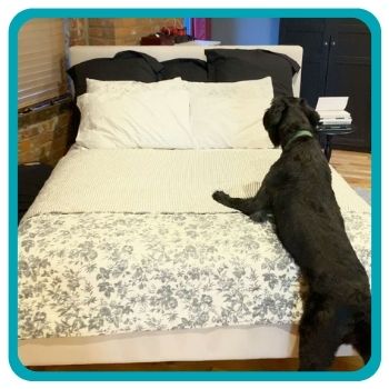Black dog jumping on bed