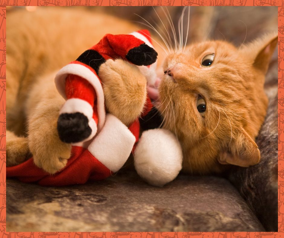 Orange cat playing with a Santa Claus toy.