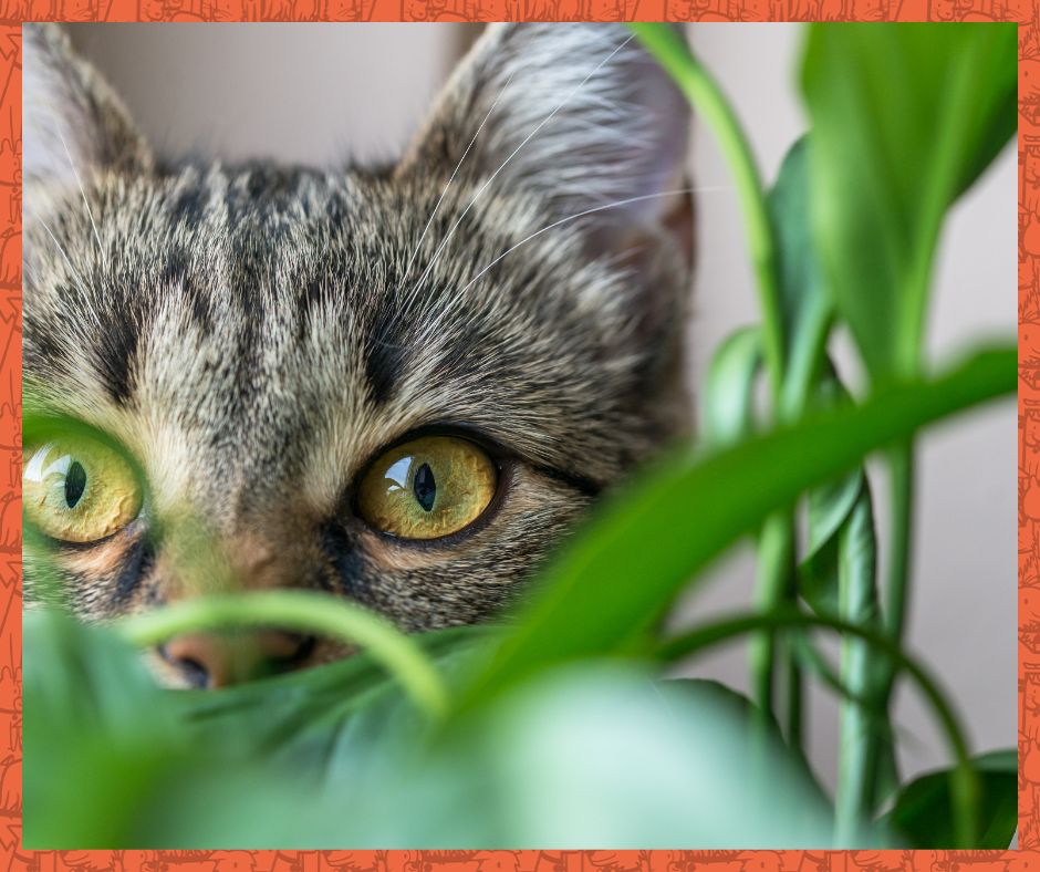 Cat hidden behind a houseplant.