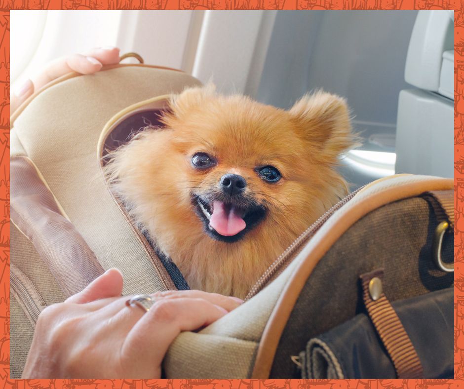 Small tan dog in a pet carrier.