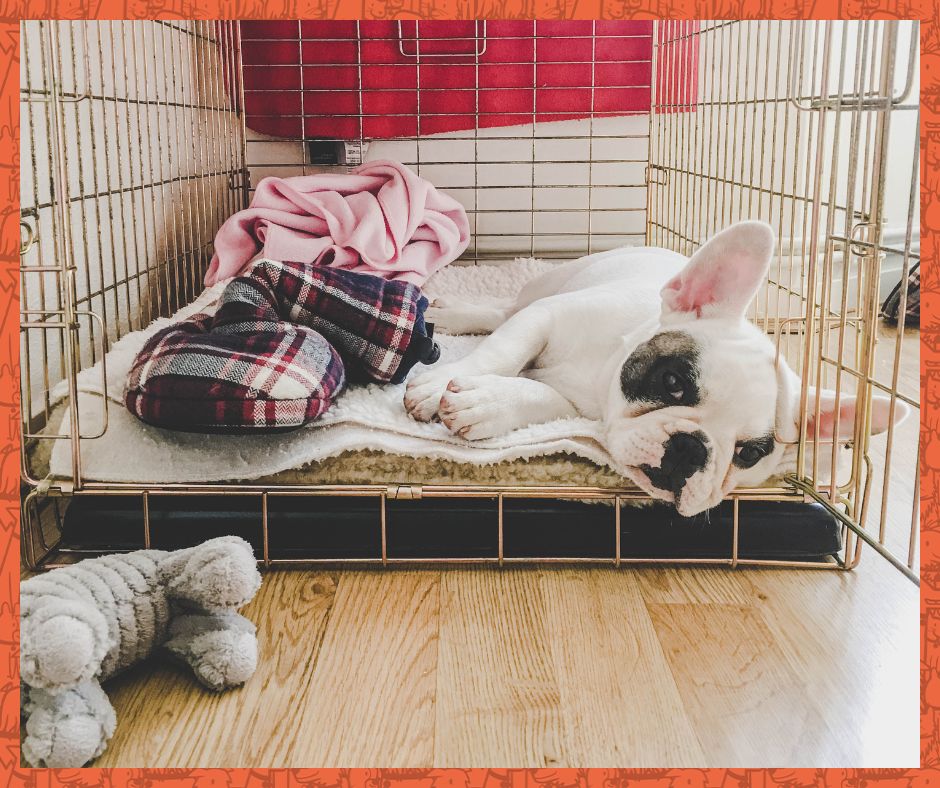 Small Frenchie relaxing in an open dog crate.