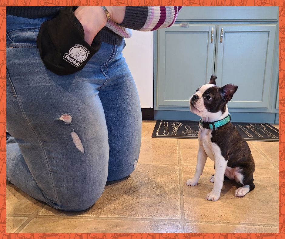 Boston Terrier puppy being trained.