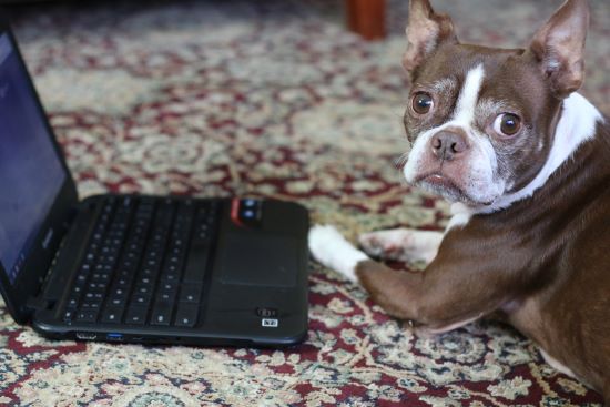 brown boston terrier sitting on the floor and looking at an open laptop