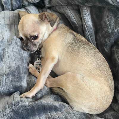 Small tan dog laying in a bed wearing a collar and PetHub tag