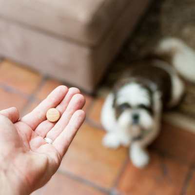 blurred scruffy grey dog looking at a person's hand that's holding a pill in its palm