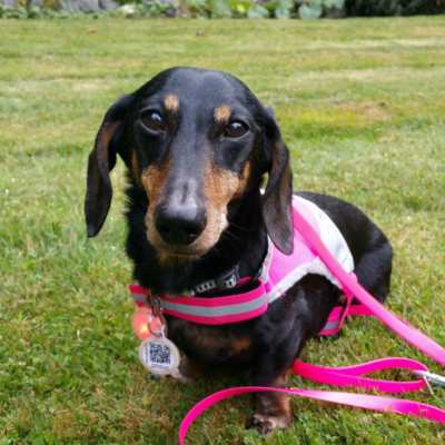 black and tan dachshund dog wearing a pink harness, leash and PetHub tag