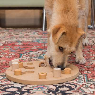 scruffy yellow dog using a puzzle to get kibble
