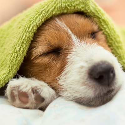 young tan and white dog sleeping under a lime green blanket