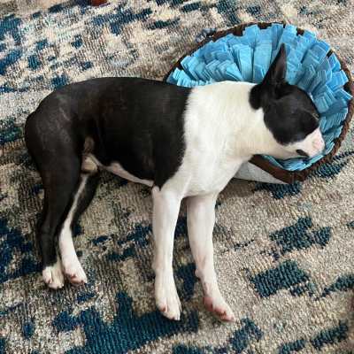 Boston terrier sleeping with its head in a snuffle mat