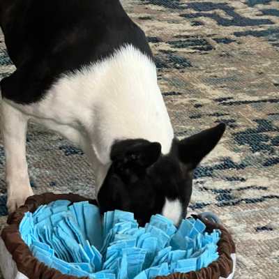 boston terrier with its face in a blue and grey snuffle mat