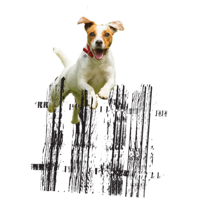 Jack Russel in PetHub ID tag jumping over a picket fence