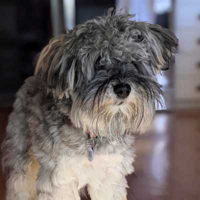 Shaggy grey medium dog wearing a collar and PetHub tag