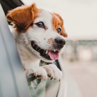 ginger and white dog with its head out the car window