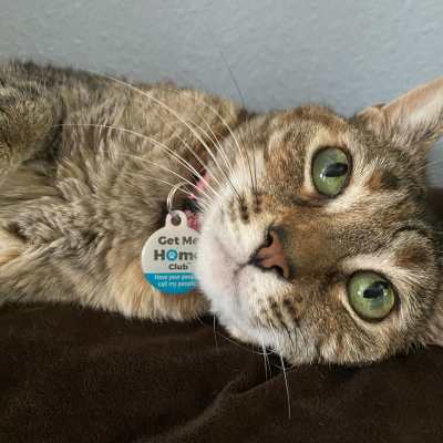 grey tabbie cat laying on its side and looking at the camera wearing a collar and PetHub tag