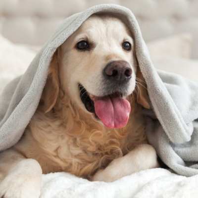 Golden retriever with its head under a blanket