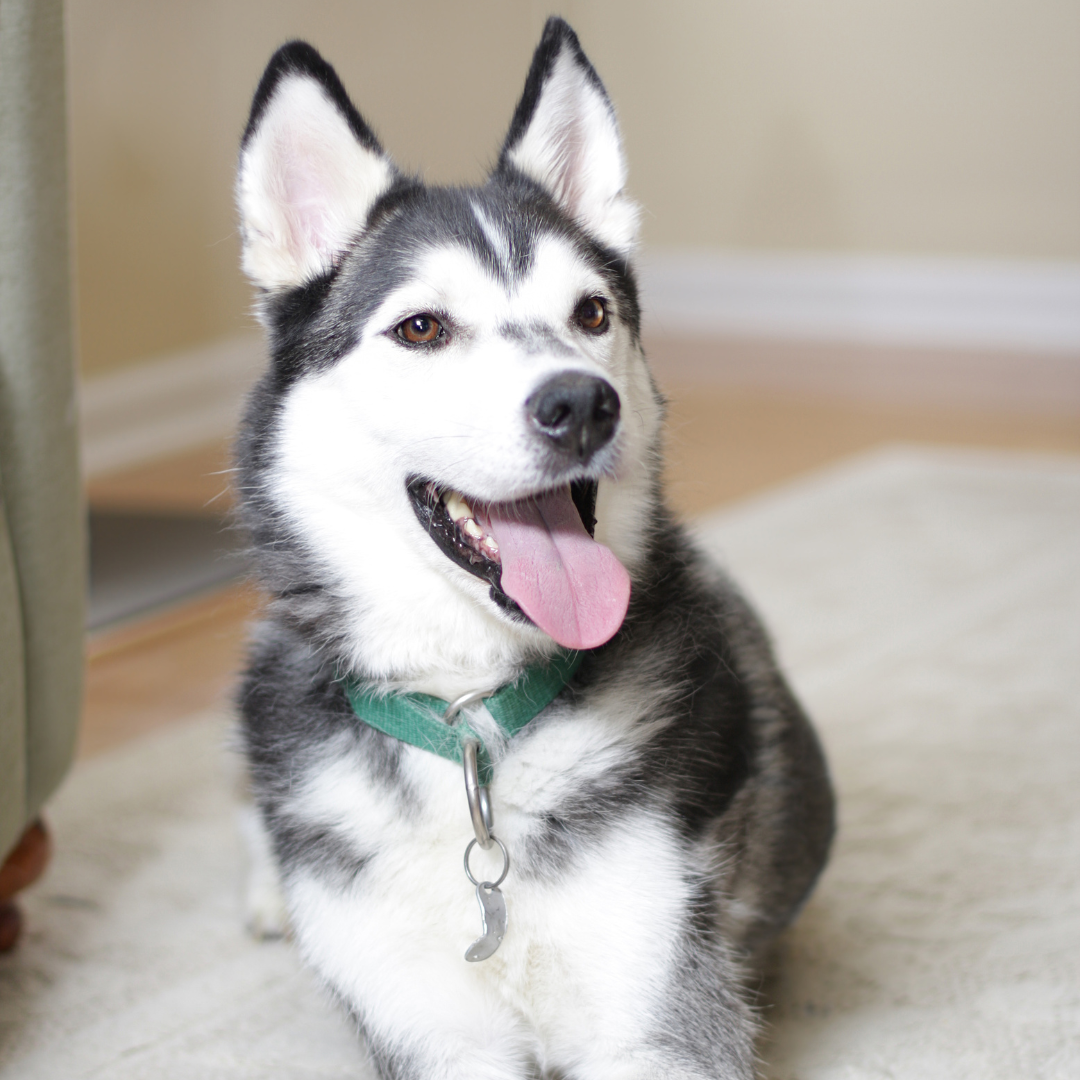 husky dog smiling, wearing a collar and dog tags