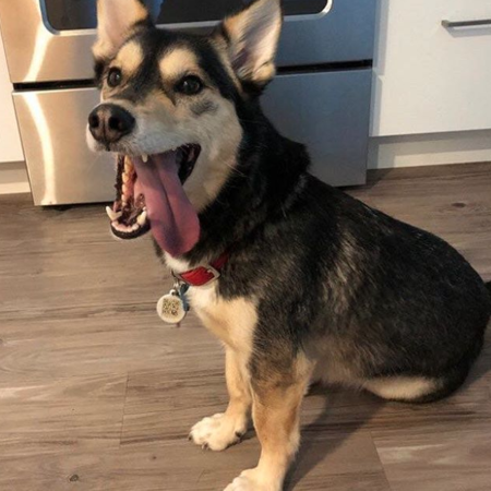 husky dog wearing a collar and pethub tag