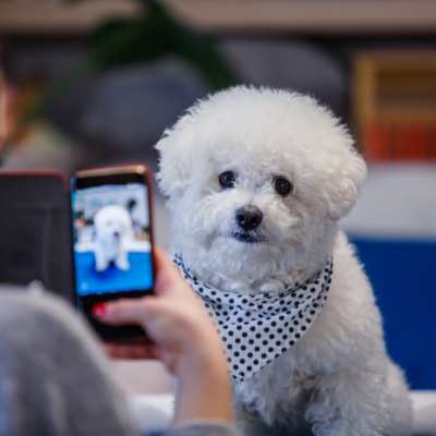 White fluffy dog wearing a bandana sitting and looking at a smartphone while its photo is being taken