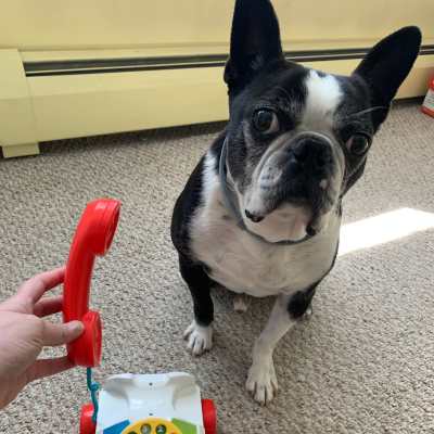 Boston terrier sitting next to a toy phone receiver