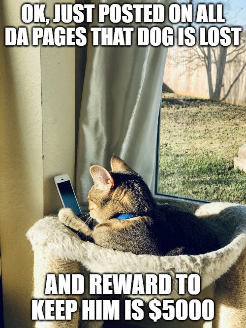 meme of a cat holding a cell phone making a lost pet poster with a reward offering for it to be kept