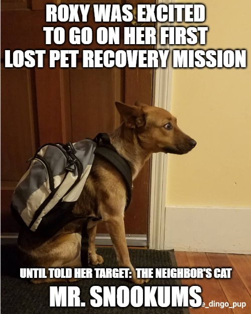 Meme of shepard type dog wearing a backpack and looking shocked