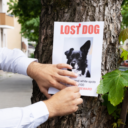 lost pet poster that's attached to a tree