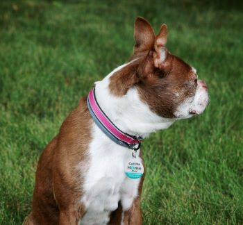 brown and white boston terrier looking to the right wearing a pink collar and PetHub Get Me Home Club tag