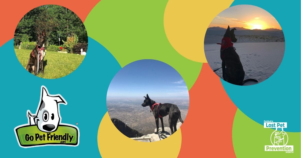 3 photos of dogs in the outdoors with the GoPetFriendly logo and Lost Pet Prevention Month Logo