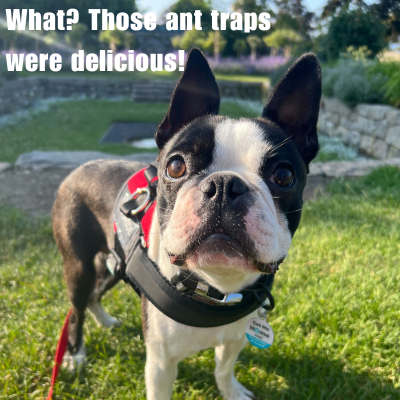 boston terrier wearing a red collar and harness along with PetHub tags
