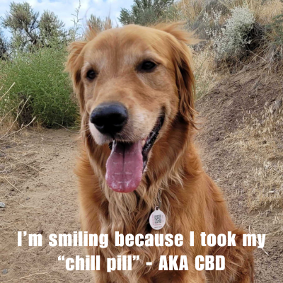 meme of a smiling golden retriever wearing a collar and PetHub tag
