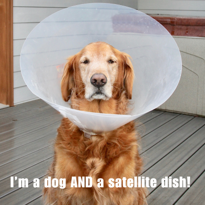 golden retriever wearing a cone of shame