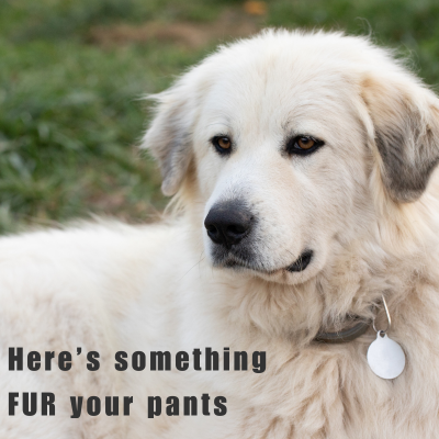 meme of a white fluffy dog with commentary about getting fur on someone's pants
