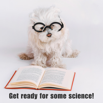 white dog wearing dark glasses and sitting near an open book