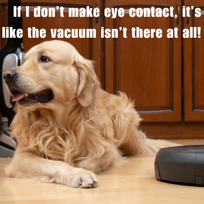 golden retriever next to a roomba vacuum