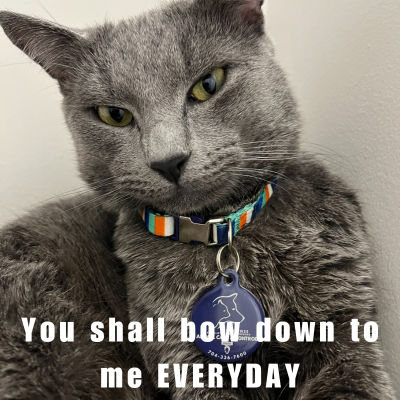 meme of a grey cat looking at the camera angrily